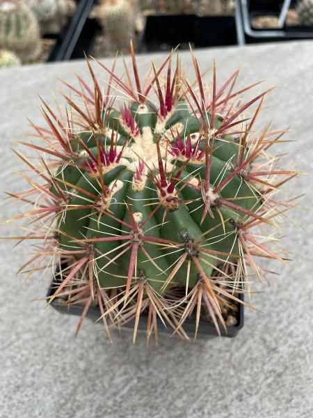 Ferocactus stainesii
